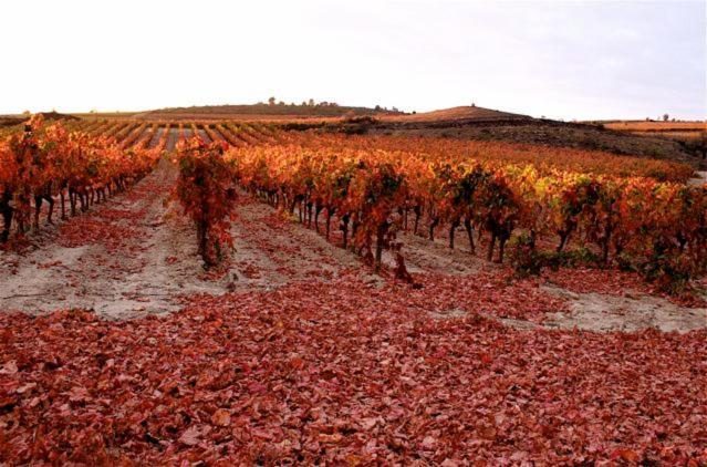 Maison Vigneronne De Bonne Maman - Climatisee Cesseras Eksteriør billede